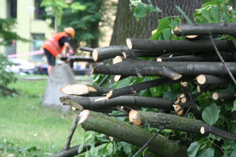 Kácení v období vegetačního klidu