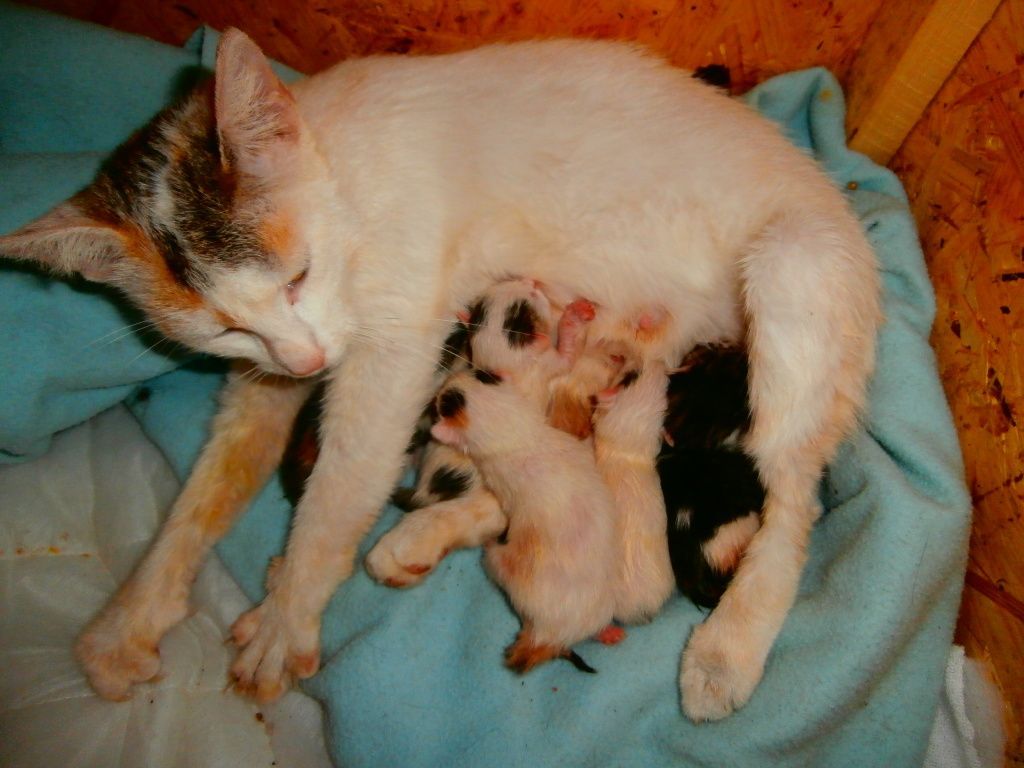 /uws_images/firmy/083199/clanky/kocici-utulek-potrebuje-pomoc/000001_h.jpg