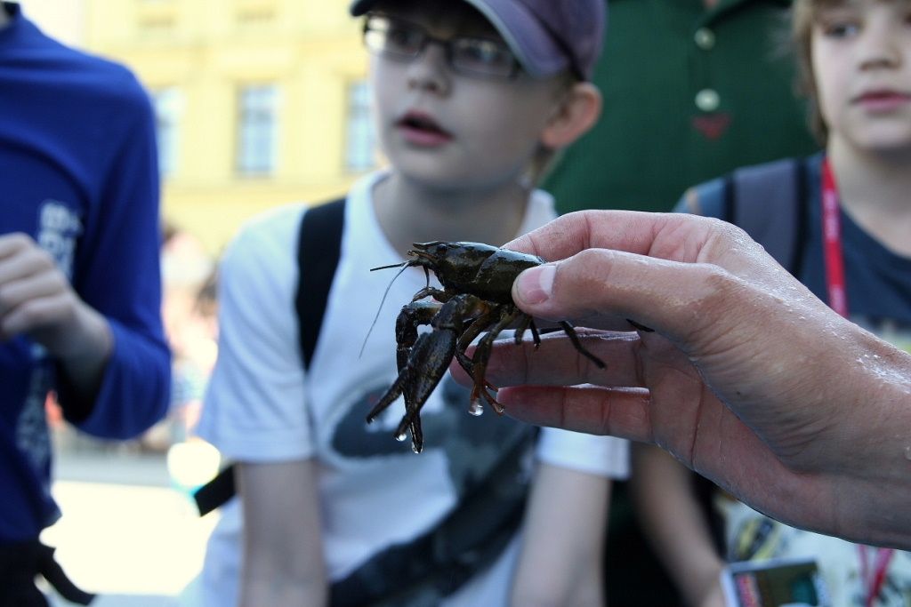 Koně a ryby v Jihlavě na náměstí