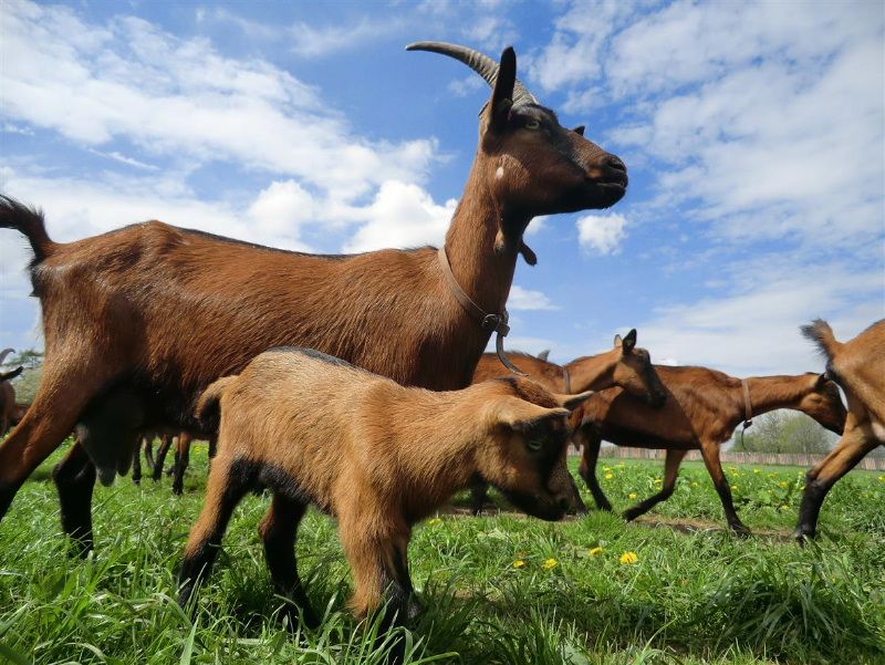 Koudelův talíř představuje Dvorský statek Olešenka
