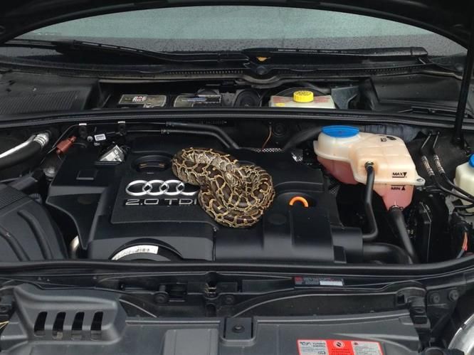 Krajtu v motoru auta v Cerekvi museli odchytit hasiči