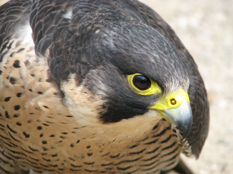 obrázek: Královny noci a rytíři nebes v Pacově