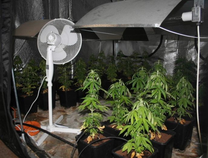 Kriminalisté na Jihlavsku odhalili další pěstírny konopí