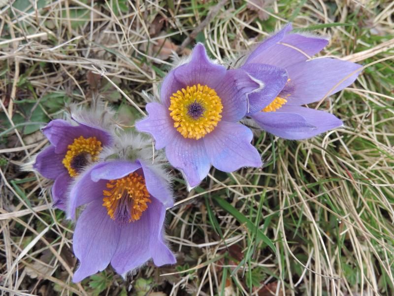 Kvetoucí koniklece lákají k návštěvě Trnavy