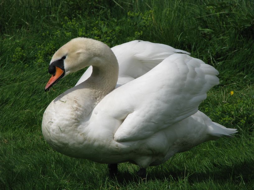 Labutě přimrznou jen výjimečně, tvrdí pavel Koubek