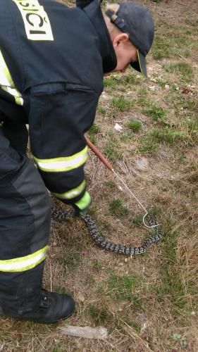 obrázek: Lesní dělník našel v lese na Pelhřimovsku krajtu