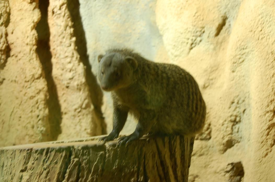 Letní noc v neděli v jihlavské ZOO