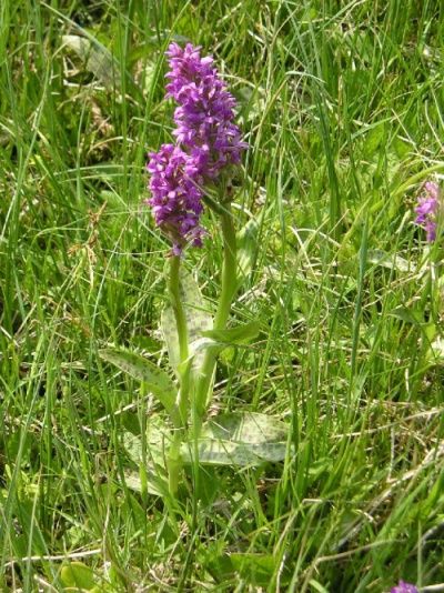 Louka plná orchidejí  Na Podlesích u Hrutova