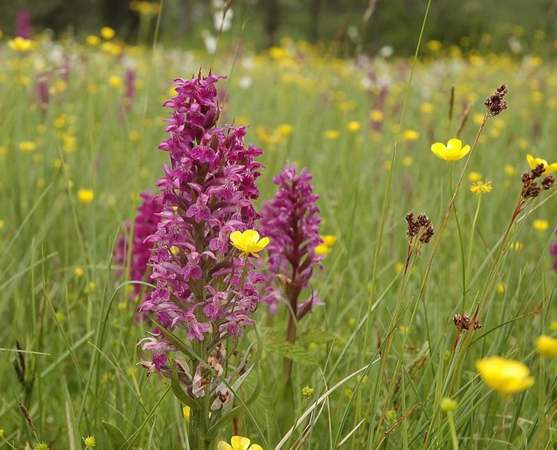 Louka plná orchidejí zve k návštěvě