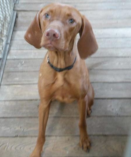 obrázek: Maďarského ohaře našli v Třebíči