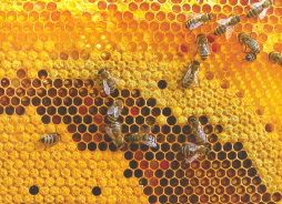 Medování v Pelhřimově