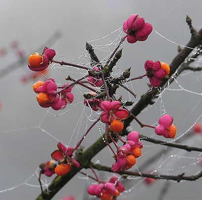 obrázek: Milan Slavinger vyrazil S fotoaparátem za humny