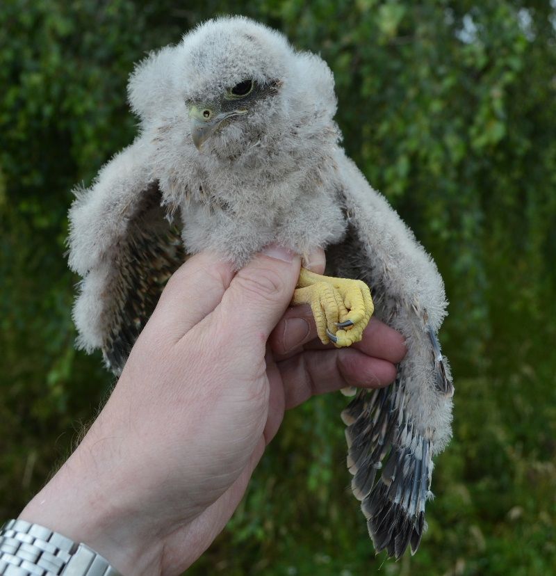 obrázek: Mládě poštolky vypadlo z hnízda v dukovanské elektrárně