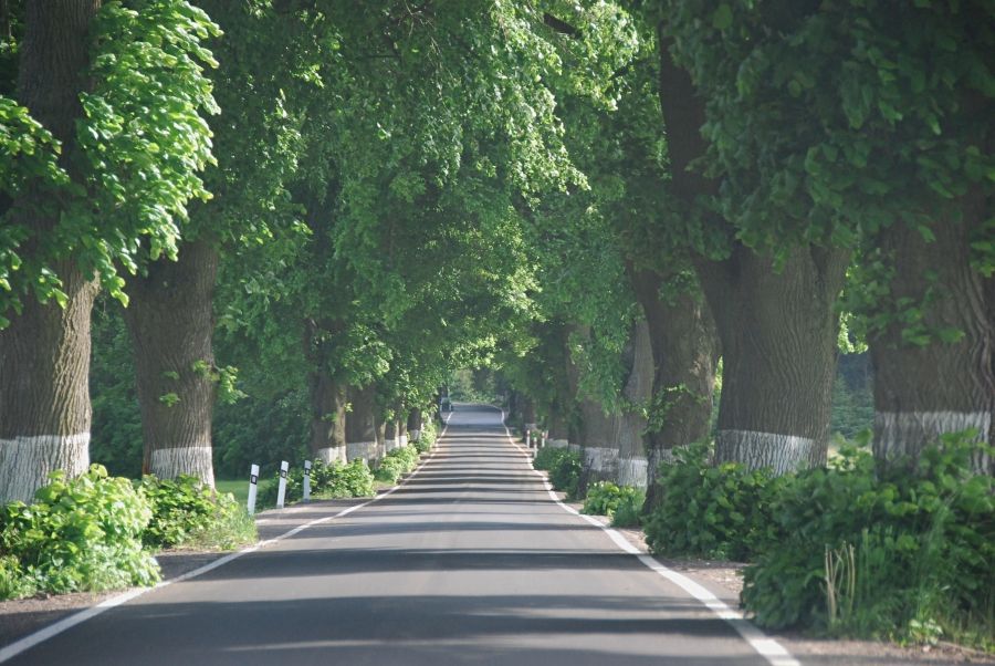Na Alej roku 2015 aspirují na Vysočině čtyři adeptky