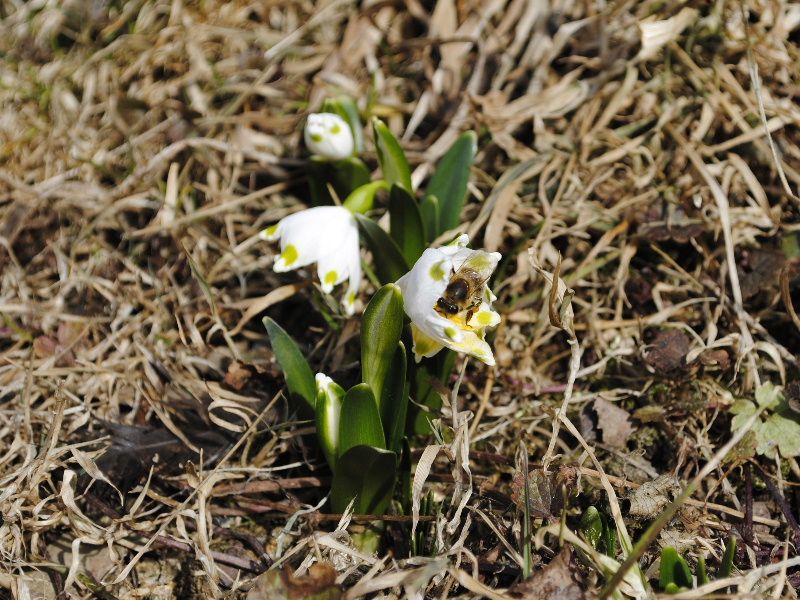 Na Jihlavsku budou hledat jaro