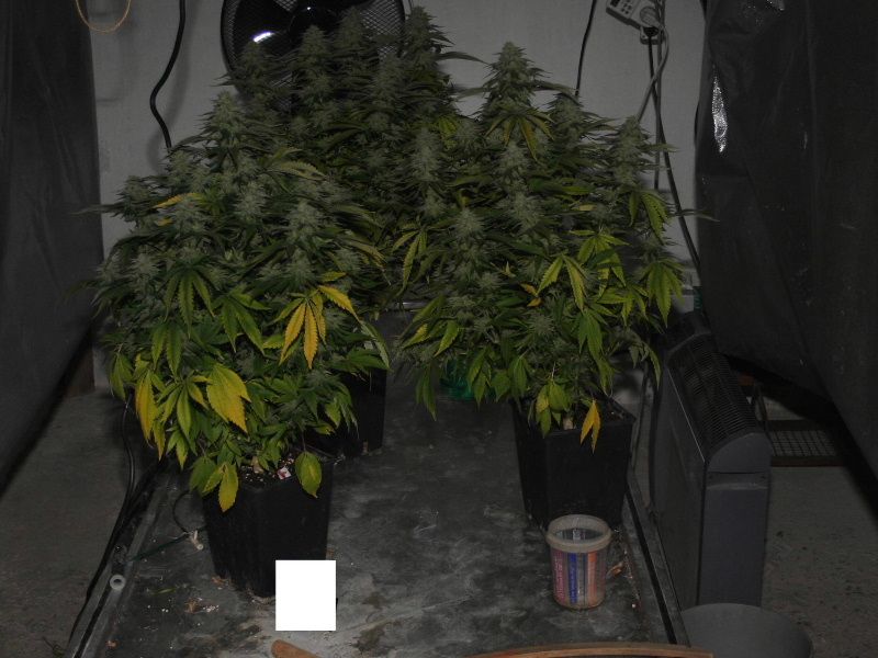 Na Jihlavsku odhalili policisté pěstírnu konopí