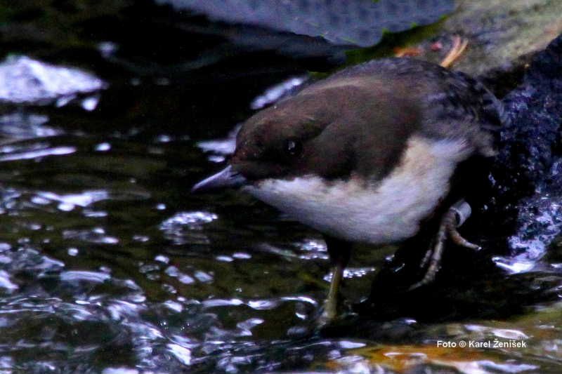 obrázek: Na Nový rok hledali na Jihlavsku skorce vodního a našli