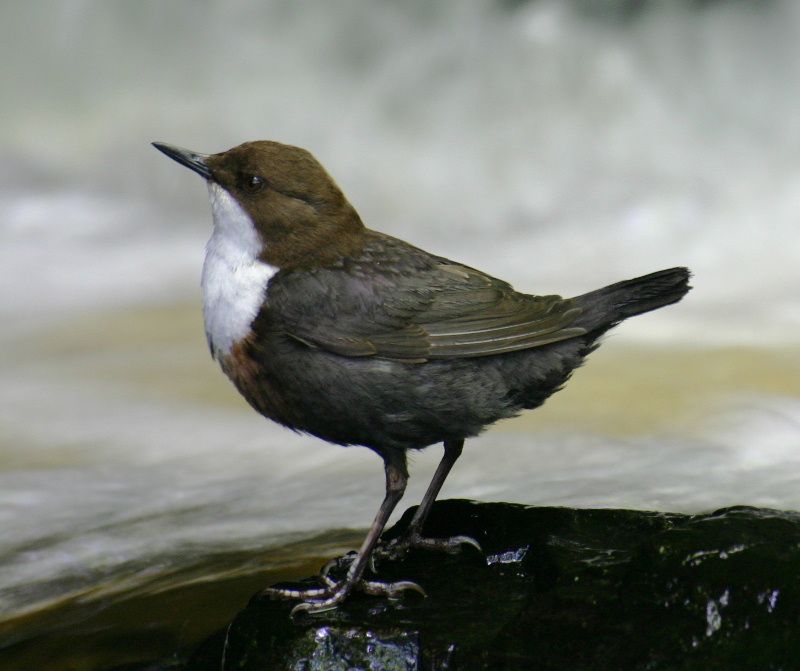 obrázek: Na Nový rok hledali na Jihlavsku skorce vodního