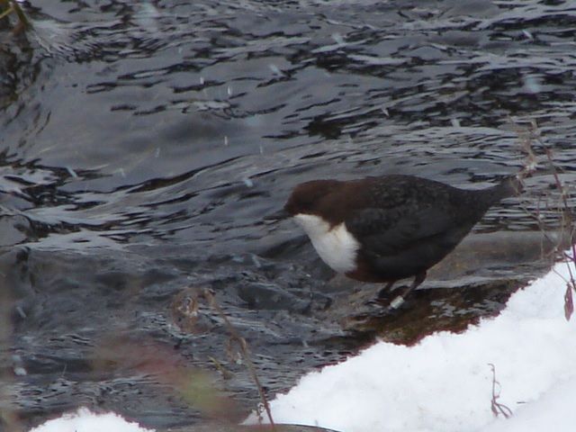 obrázek: Na Nový rok za skorcem vodním
