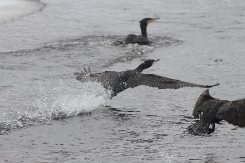 Na řece Jihlavě se ve městě objevili kormorání