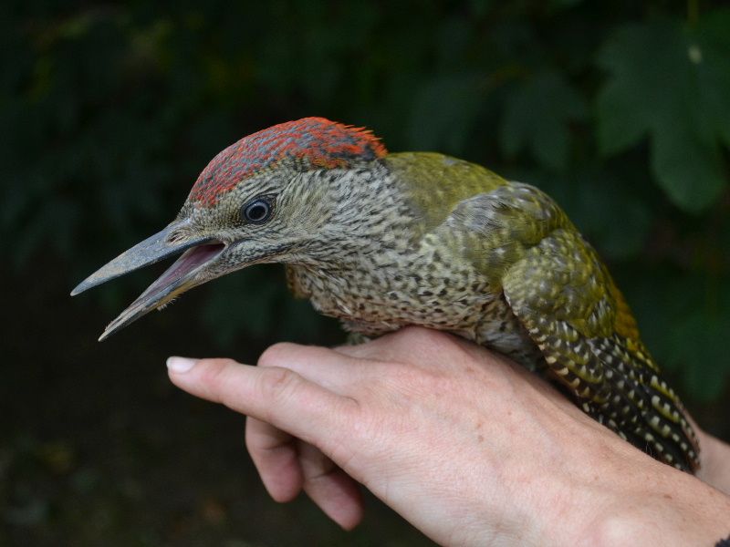 obrázek: Na Třebíčsku pomohli dvěma zraněným zvířatům