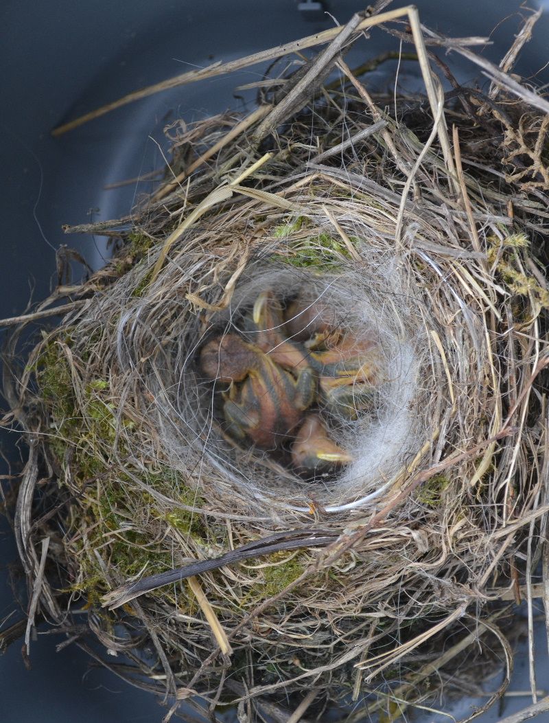 obrázek: Na Třebíčsku v pondělí pomáhali opeřencům