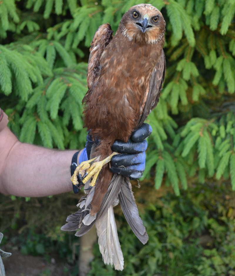 obrázek: Na Třebíčsku zachránili samici motáka pochopa a mláďata kachny divoké
