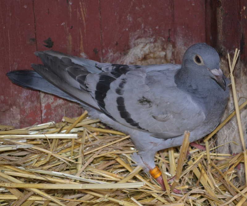 obrázek: Na Třebíčsku zachránili zraněného holuba