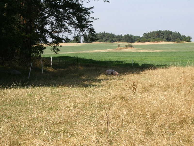 Na Třebíčsku zloději na pastvě usmrtili dvě jalovice