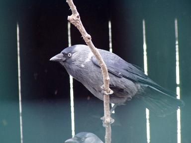 obrázek: Na Vysočině o víkendu vyrazí za ptačím zpěvem