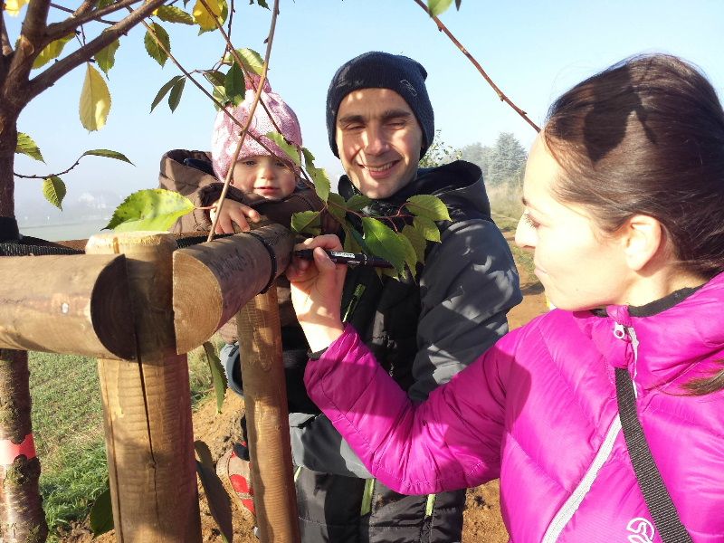Na Vysočině přibývají ovocné aleje. S výsadbou pomáhají dospělí i děti