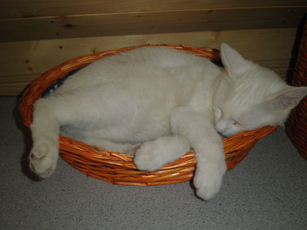 Nadělte polenským kočkám dárek k Vánocům