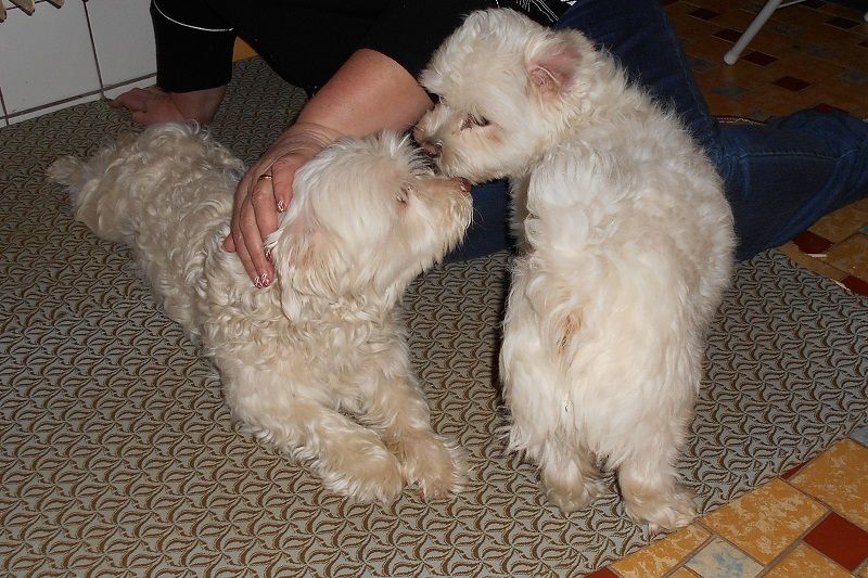 obrázek: Nehledáte dva malé psy, nabízejí je v Rozsochatci?