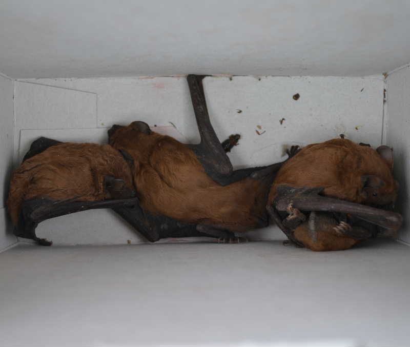 Netopýři rezaví v Jaderné elektrárně Dukovany