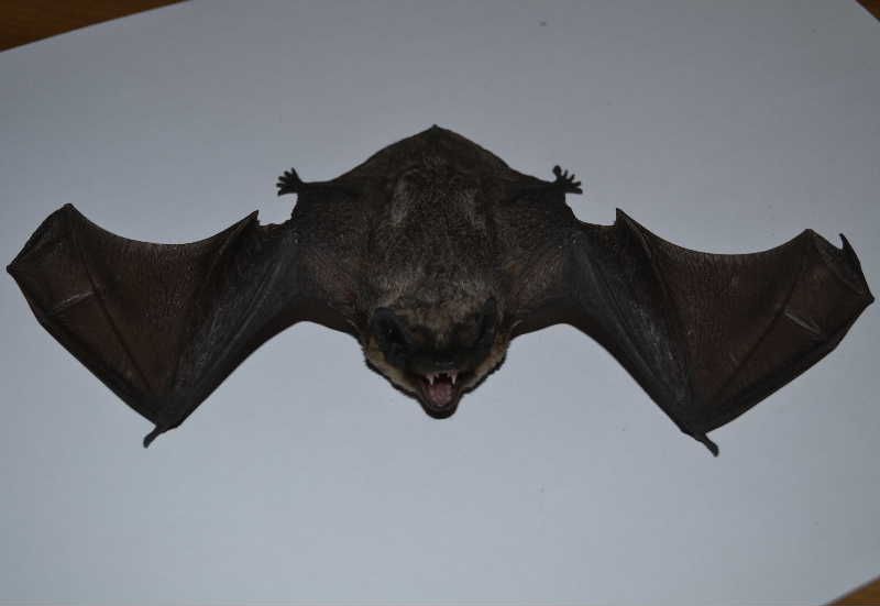 obrázek: Netopýři si dukovanskou elektrárnu oblíbili