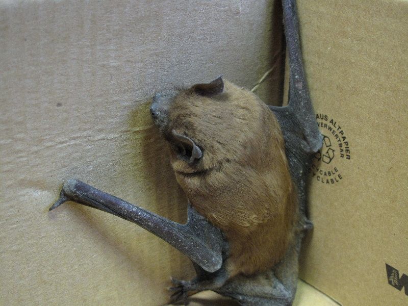 obrázek: Netopýři zimují v kontrolovaném pásmu dukovanské elektrárny