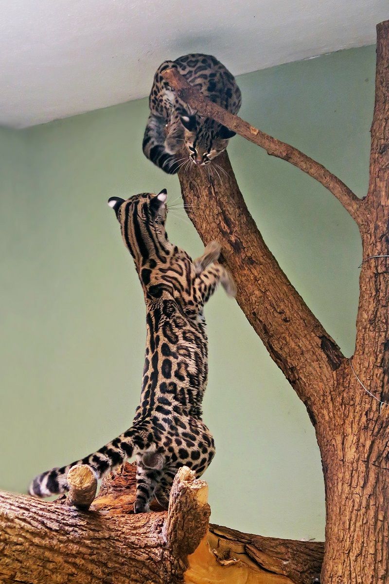 obrázek: Nová samice margaye v Zoo Jihlava