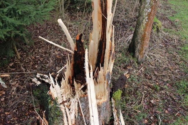 obrázek: Nově upravený park v Nové Vsi u Chotěboře poškodil vítr