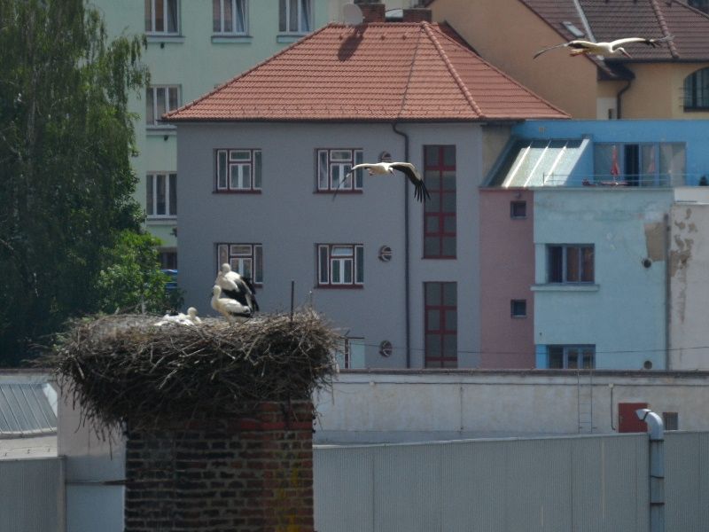 O čapí hnízdo na třebíčském komíně je víc zájemců