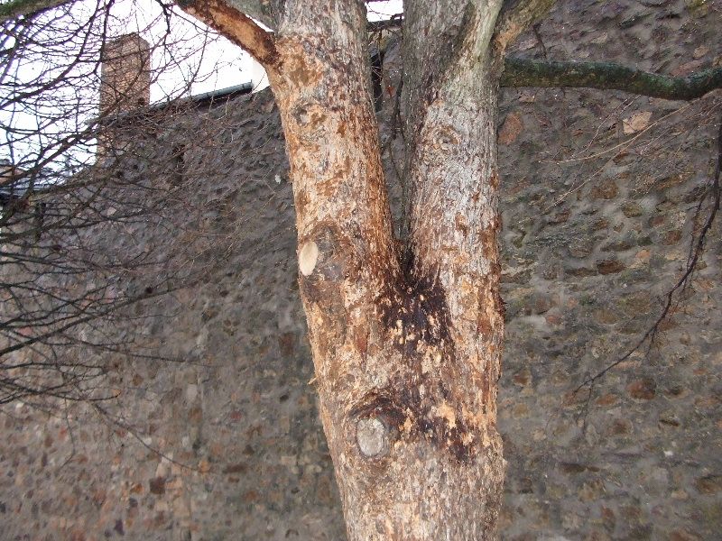 O poničené stromy na parkánu se magistrát postará