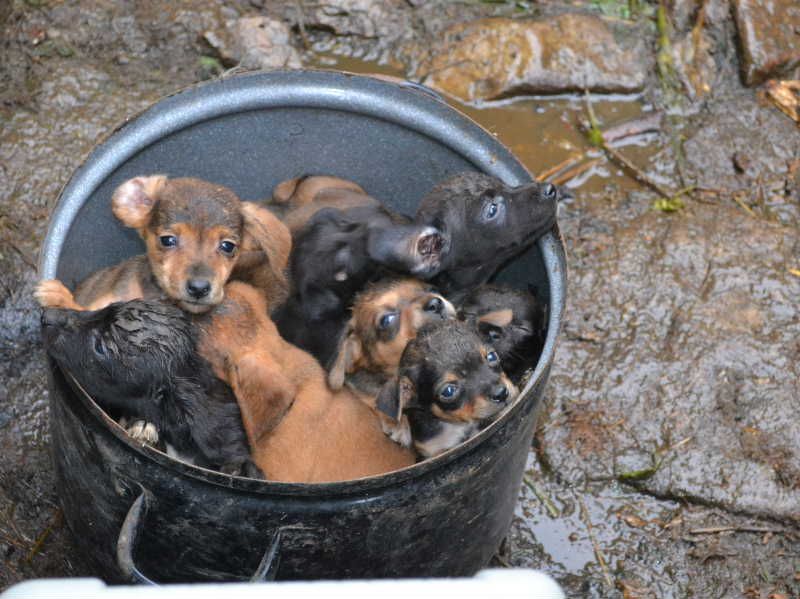 Ochránci pomáhají týraným zvířatům z Pozďátek