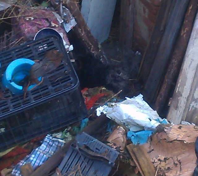 Ochránci řeší případ týraného psa v Sudicích