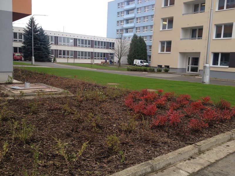obrázek: Okolí jihlavské nemocnice se zazelenalo a osázelo stromy a keři