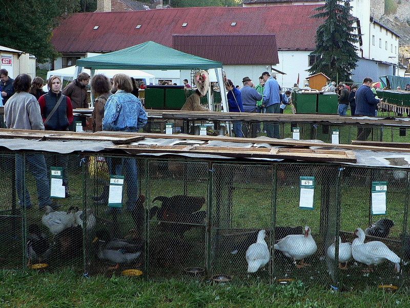 obrázek: Okresní výstava chovatelů v Ledči nad Sázavou