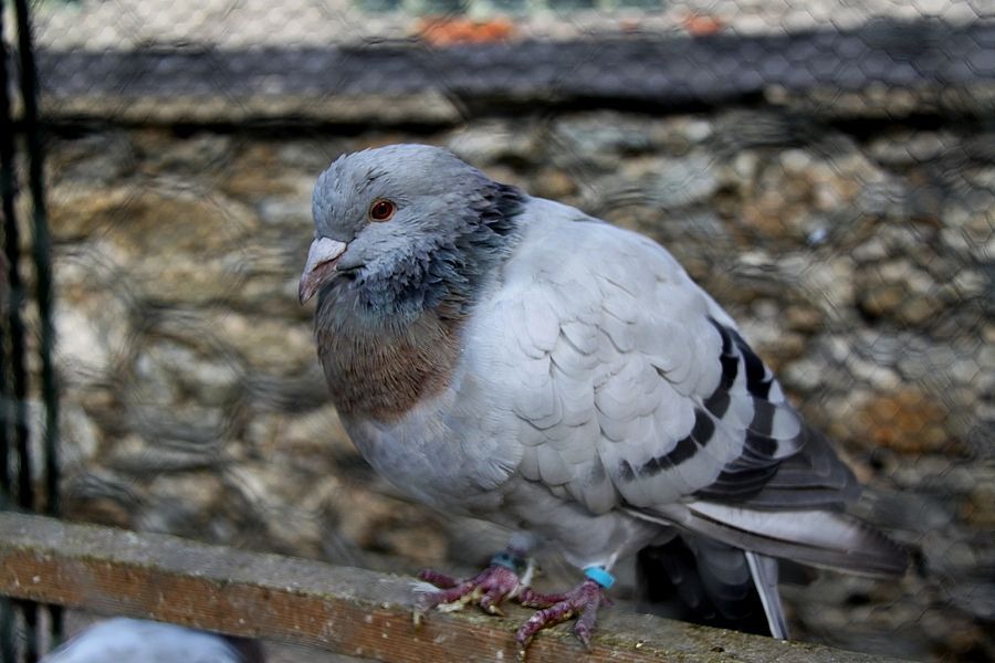 Okresní výstava drobného zvířectva v Ledči