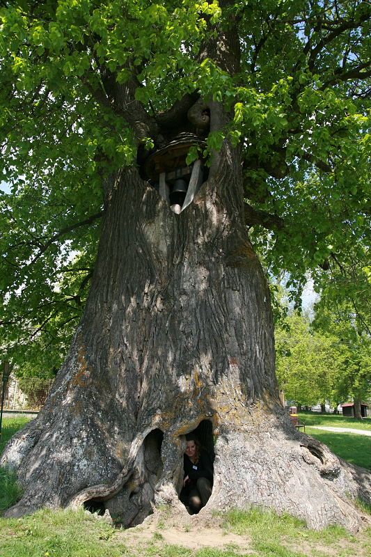 Osm set let stará lípa v Praskolesích