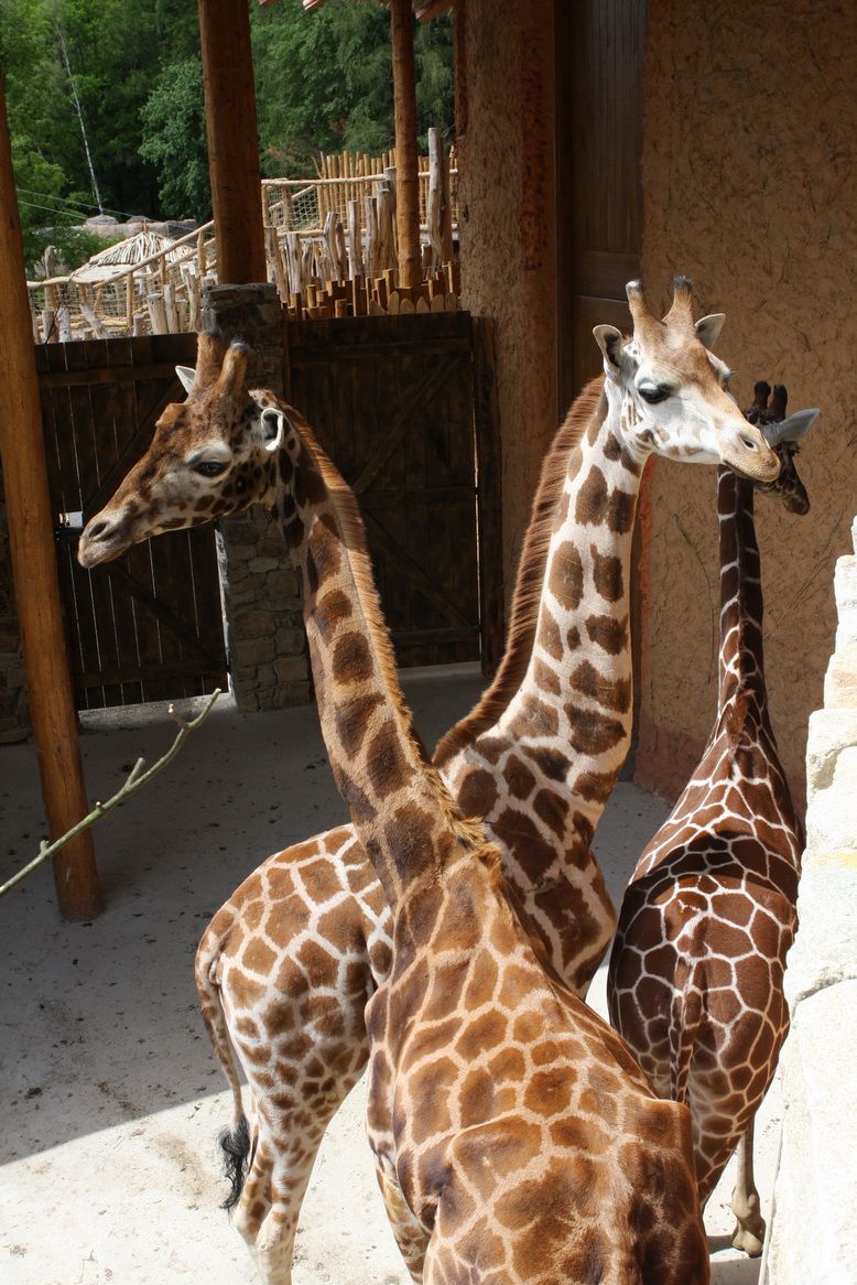 Otevření pavilonu žiraf v jihlavské Zoo se blíží