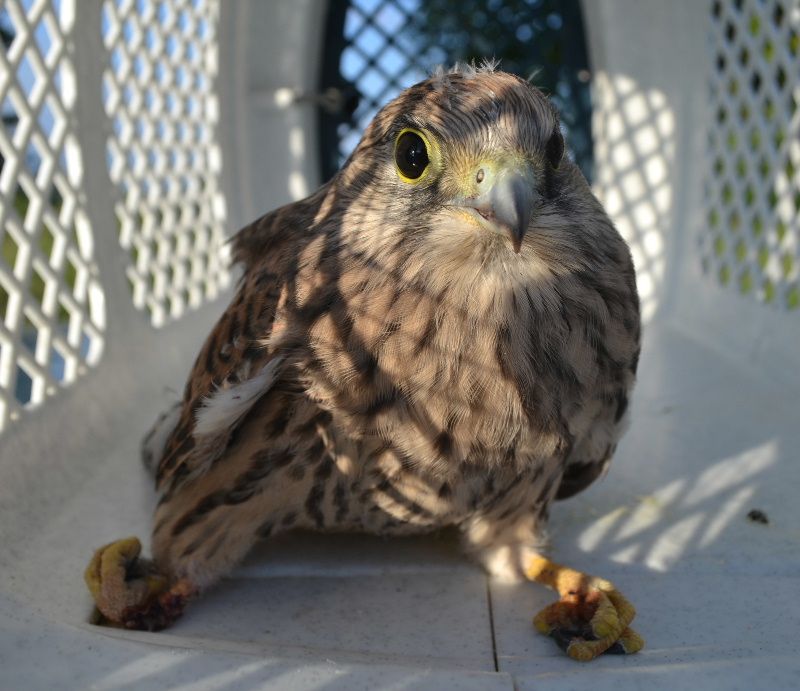 obrázek: Pátek třináctého přinesl třebíčské Lize na ochranu zvířat tři přírůstky