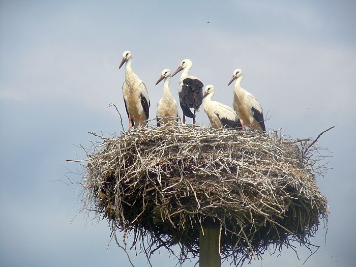 obrázek: Pět mladých čápů vyvedli čápi bílí ve Ždírci nad Doubravou