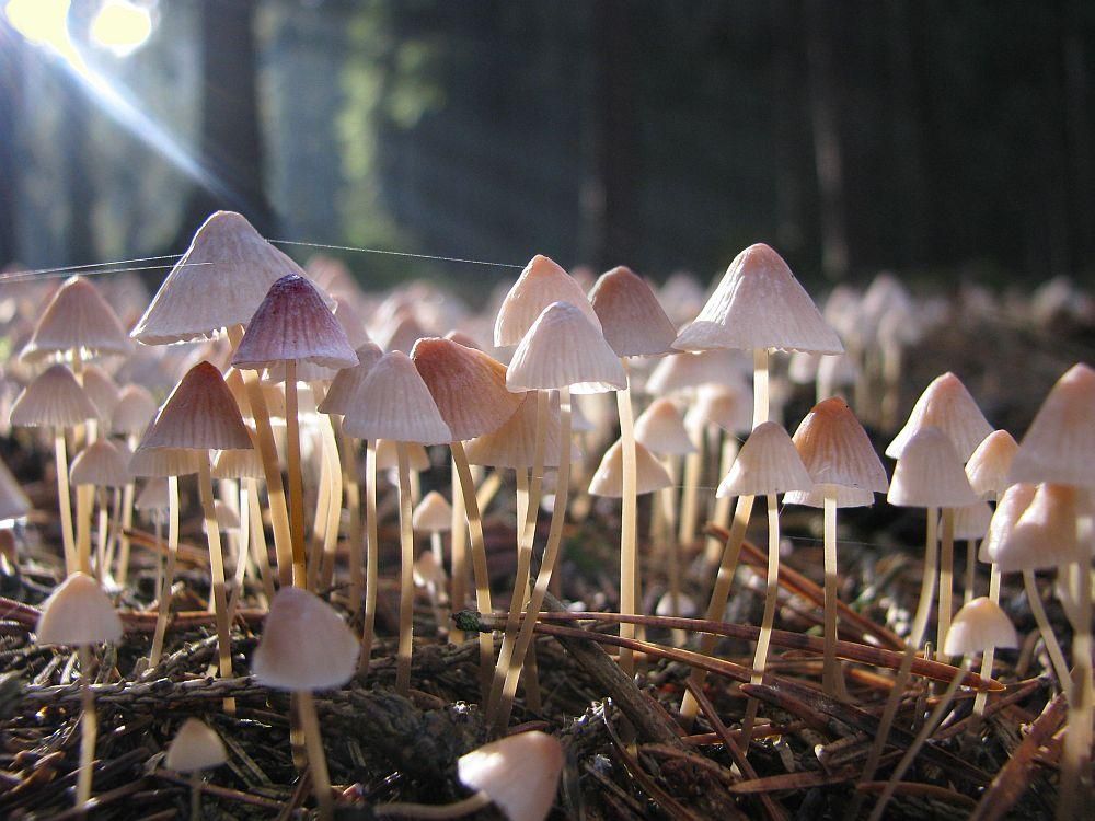 Photographia Natura po deváté aneb Houby - hubky - houbičky